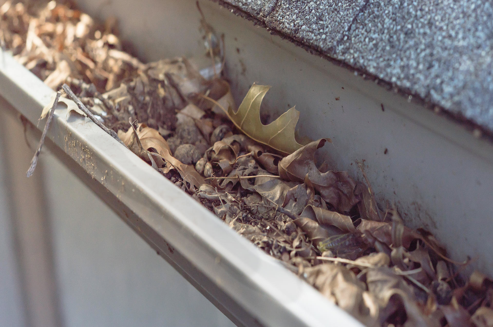 Photo of Gutter blocked with leaves and debris ready for Vacuum Gutter Cleaning